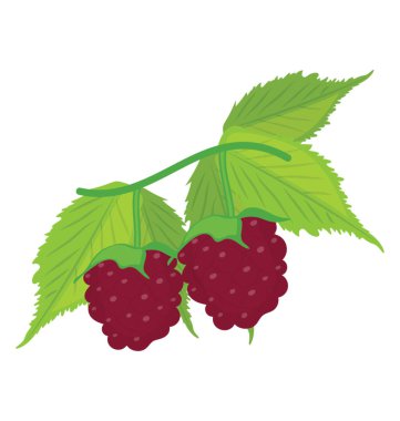 Bir grup kırmızı üzüm 