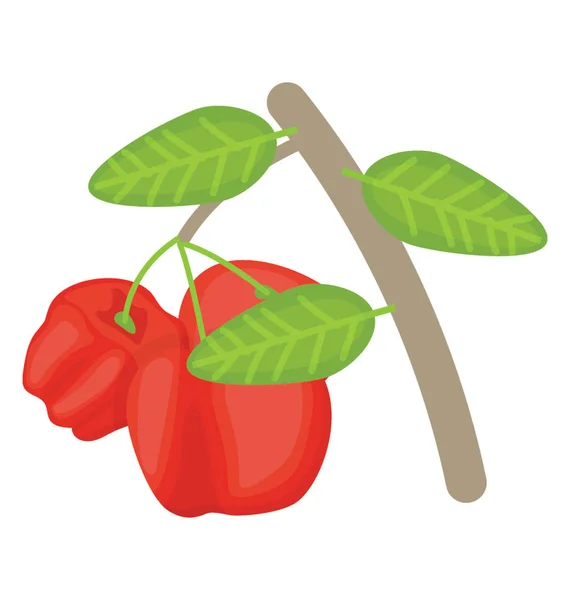 Rot Gefärbte Beerenfrucht Namens Rosenapfel — Stockvektor