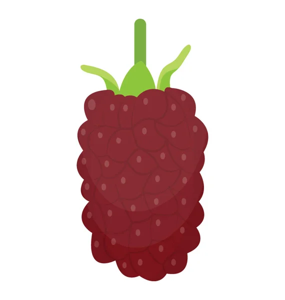 Loganberry Früchte Einem Bund — Stockvektor