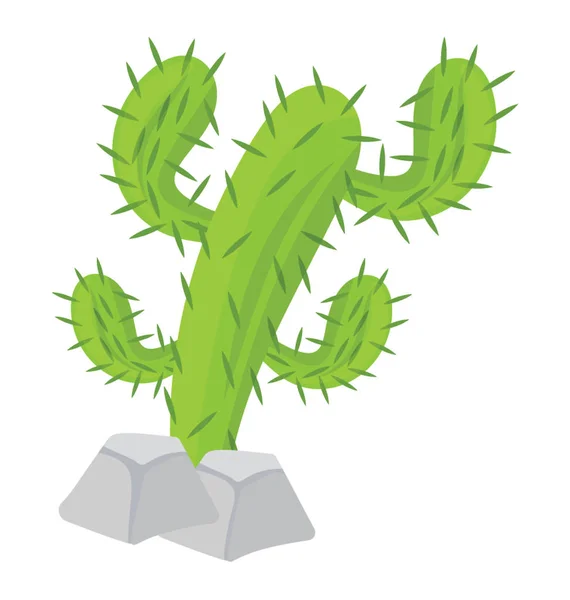 Een Stekelige Plant Bekend Als Cactus — Stockvector