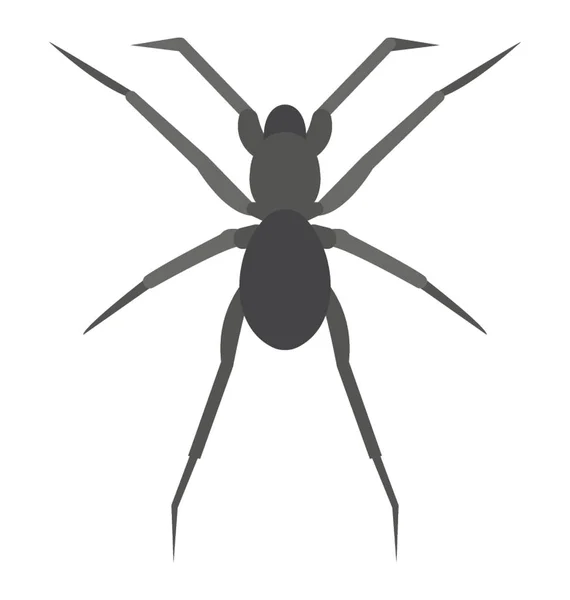 Eine Spinne Ist Ein Häusliches Insekt Auch Netzspinne Genannt — Stockvektor