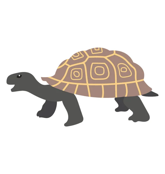 Anfibio Con Caparazón Tortuga — Vector de stock