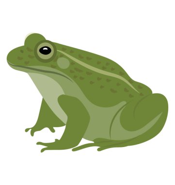 Common water frog in front of a white background  clipart
