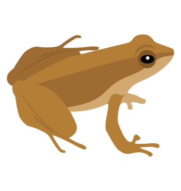 Common water frog in front of a white background  clipart