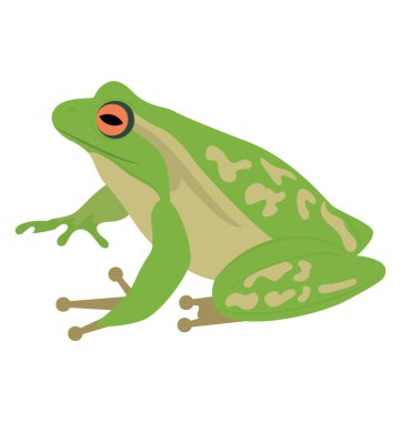 Beyaz arkaplan önünde Su Kurbağası 