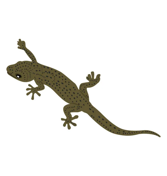 Skink Reptil Uno Los Tipos Lagartos — Vector de stock