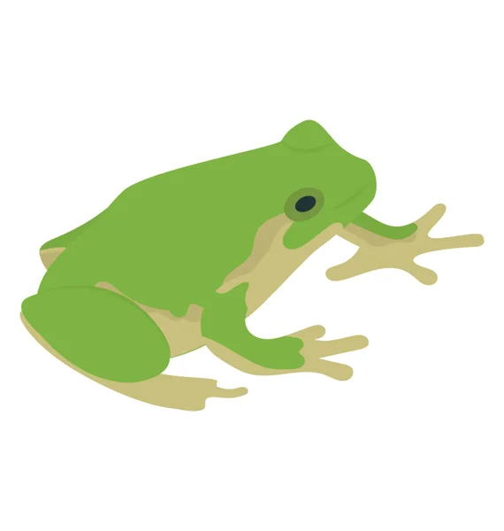 Common Water Frog Front White Background — Stock Vector
