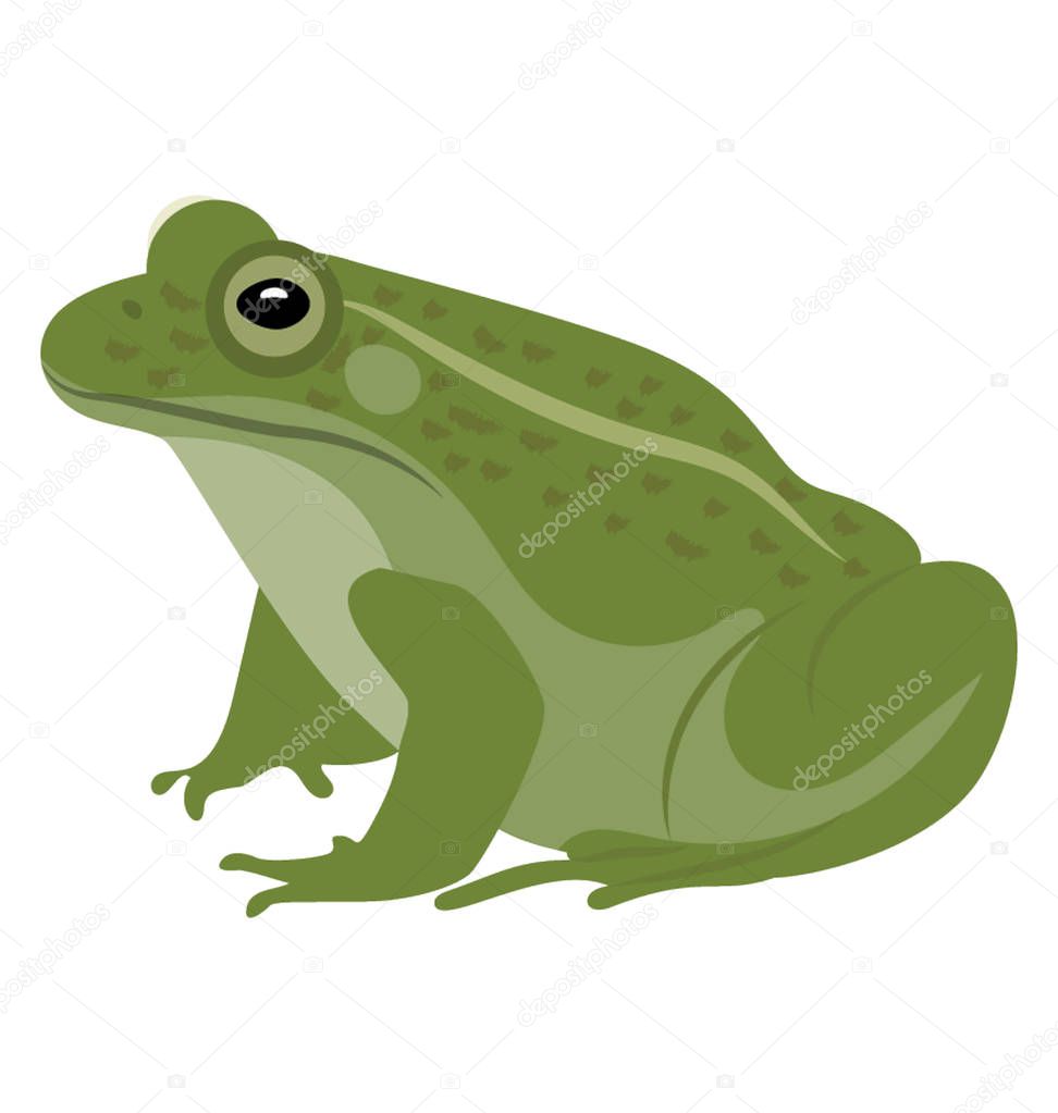 Common water frog in front of a white background 