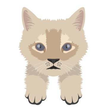 Sevimli beyaz bir kedi için evde beslenen hayvan