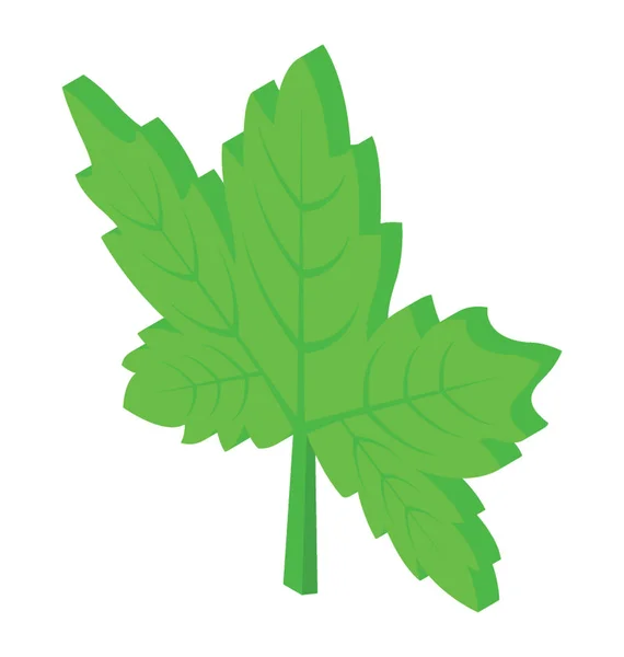 カエデの葉として知られている木から秋葉 — ストックベクタ