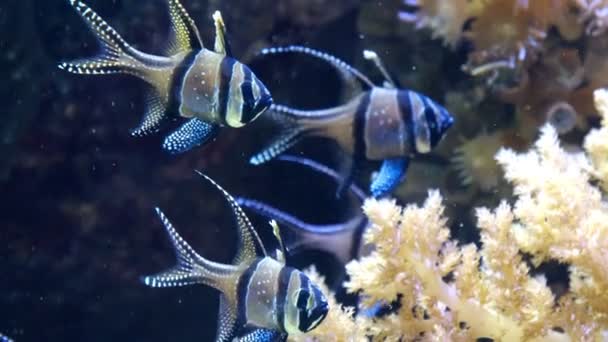 Banggai 島イシモチ鮮やかなストライプ目青いサンゴ礁 - 熱帯の魚が絶滅危惧種 — ストック動画