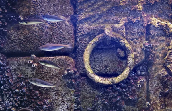 Underwater Anchor Background Flooded Old Dock Stone Purple Wall Fishes — Stock Photo, Image