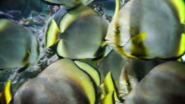 Tropische Fische Nahaufnahme - sunburst butterflyfish — Stockvideo