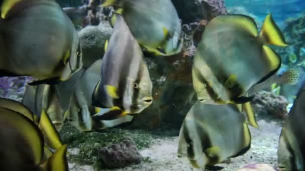 Chaetodon tropikalne ryby zbliżenie — Wideo stockowe