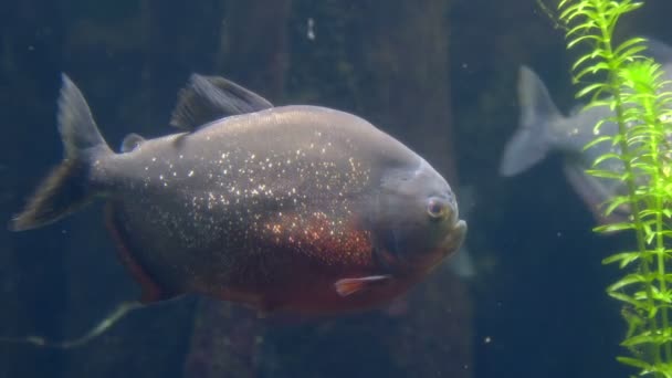 Los peces peligrosos carnívoros - la piraña roja del vientre — Vídeo de stock