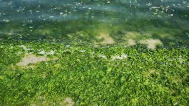 Beach shoreline büyümüş yeşil yosun kaplı