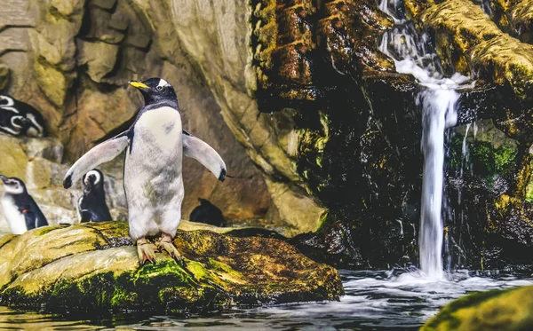 gentoo penguin standing on rock about to dive into water near wa