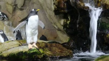 penguen dalış poz su düşüyor