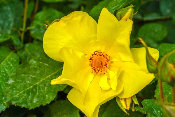 Goldene Flügel Rose gelb Blume Hintergrund — Stockfoto