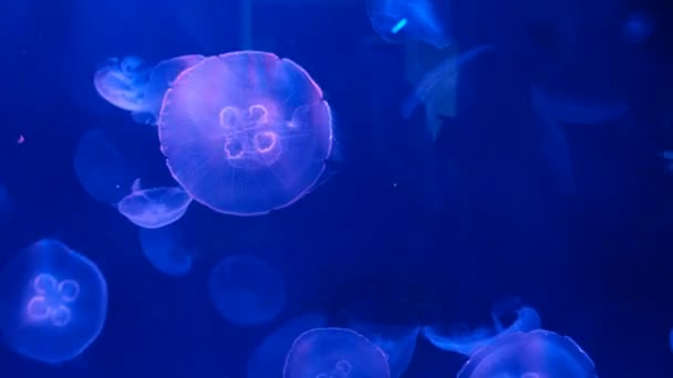 Jellyfish background dark water light — Stock Video