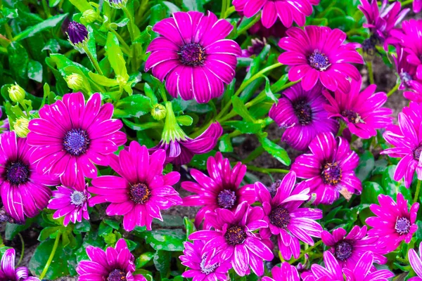 Pink carnation flowers background — Stock Photo, Image
