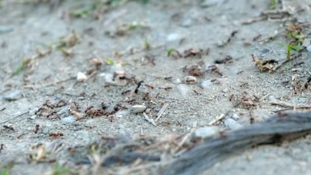 Travail d'équipe fourmi trou colonie avec grande femelle ailé fourmi reines fond — Video