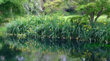 nehir kıyısında empresyonist bahçe gölet statik arka plan su üzerinde çim ve çiçek yansımaları