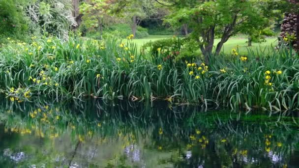 Трава і квіткові відображення на воді на березі річки імпресіоністський сад ставок панорамний фон — стокове відео
