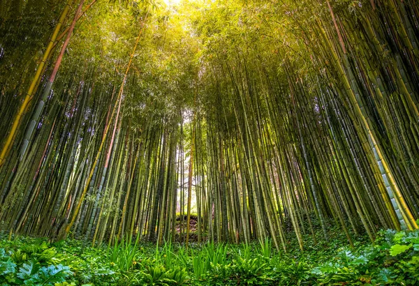 dense bamboo zen grove forest sun rays filter through trees in zen grove