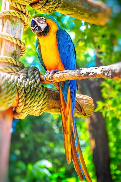 Vertical parrot ara ararauna perch colorful background — Stock Photo, Image