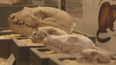 bilim fosil müzesinde hayvan kafatasları