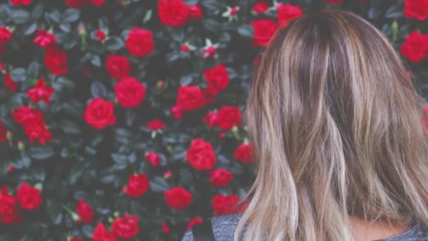 Жінка червоні троянди фон горизонтальний панорамний знімок — стокове відео