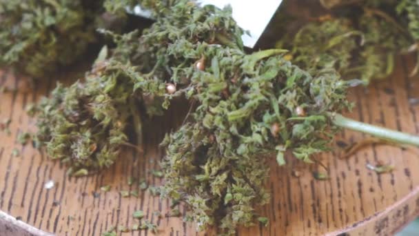 Gedroogde cannabis sativa marihuana close-up op tafel — Stockvideo