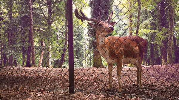animal rights activism - deer reserve stag background behind pens fence  welfare