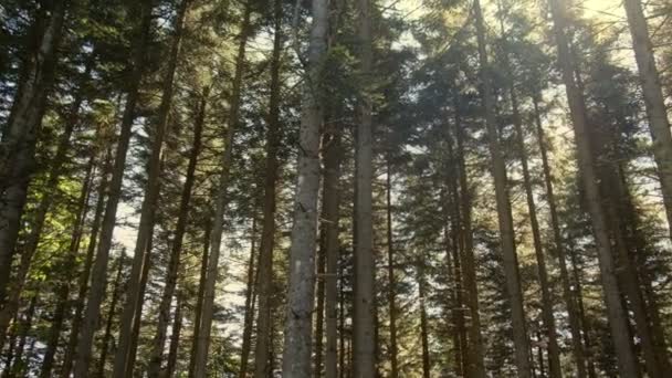 Luz del sol a través de los árboles altos delgado bosque horizontal panorámica fondo — Vídeos de Stock