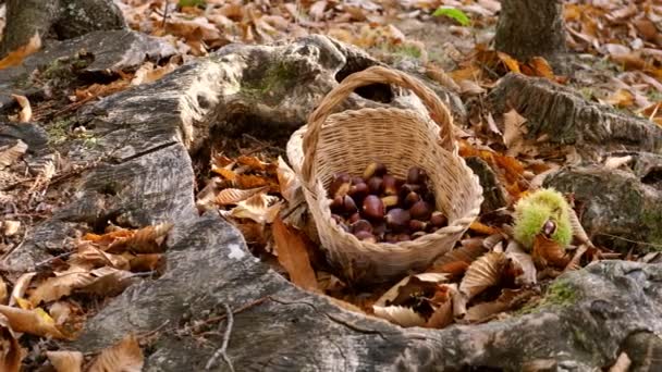 Châtaignes fond - récolte de châtaignes dans la forêt avec panier en automne feuillage sol — Video
