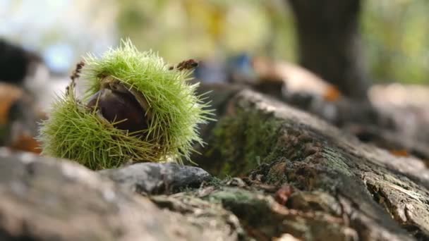 Châtaignes coquille fermer le fond horizontal - récolte de châtaignes dans la forêt avec du feuillage d'automne sol — Video