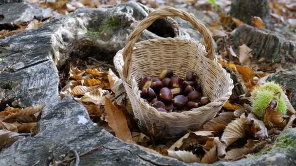 Tło kasztanów - zbieranie kasztanów w lesie z koszem w jesiennym polu liści — Wideo stockowe