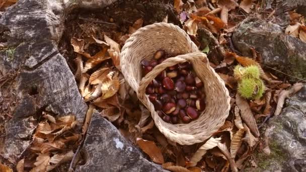 Châtaigniers vue de dessus - récolte châtaignier en forêt avec panier en automne feuillage sol — Video