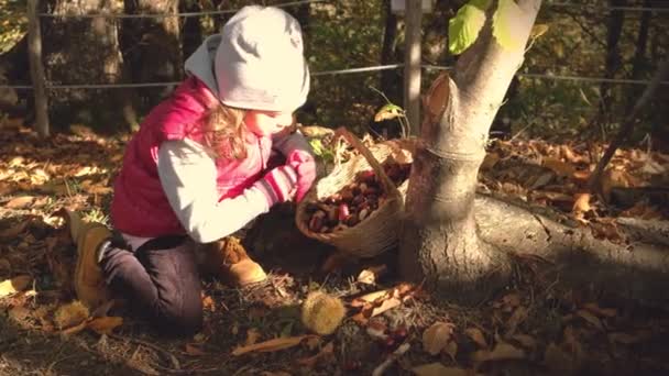 Bir kız bebek sonbahar mevsiminde ormanda kestane topluyor. — Stok video