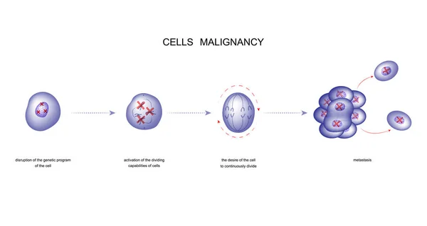 Векторная Иллюстрация Процесса Злокачественных Клеток — стоковый вектор