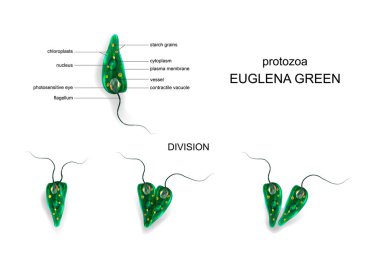 vector illustration of a Euglena green. protozoa clipart