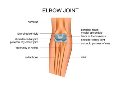 vektör çizim dirsek eklemi anatomisi