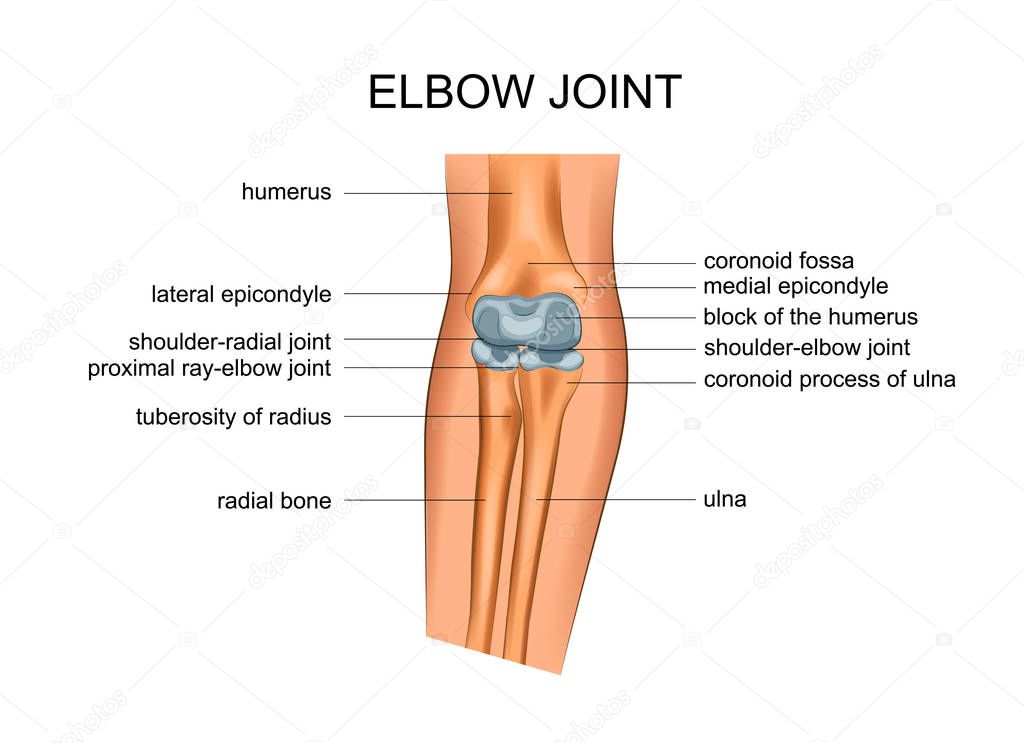 vector illustration of anatomy of the elbow joint