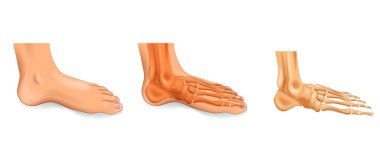 vector illustration of the ankle bones of the foot clipart