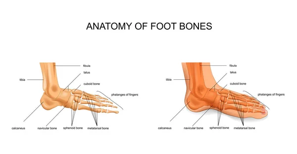 Vektoros Illusztráció Láb Csontok Anatómiája — Stock Vector