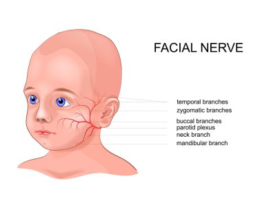 vector schematic illustration of the anatomy of the facial nerve clipart