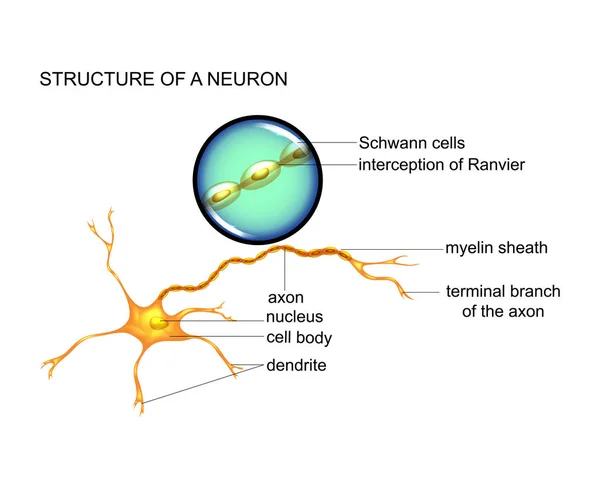Vector Ilustración Estructura Célula Nerviosa Neurona — Archivo Imágenes Vectoriales