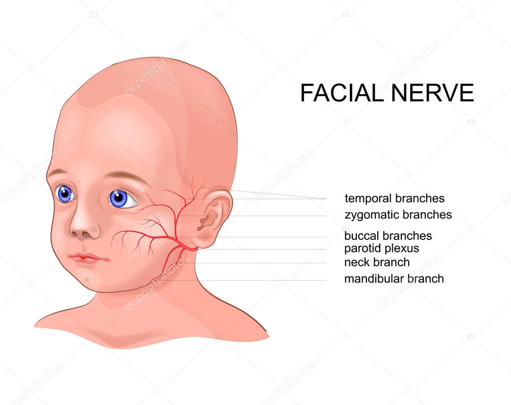 vector schematic illustration of the anatomy of the facial nerve