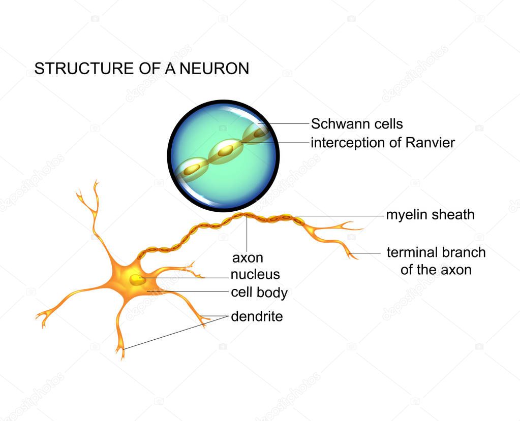 vector illustration of nerve cell structure, neuron